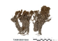 藏品(仙鶴苔)的圖片